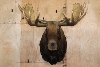 XL MOOSE Shoulder Mount