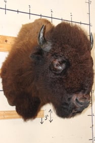 Big BUFFALO or BISON Shoulder Mount