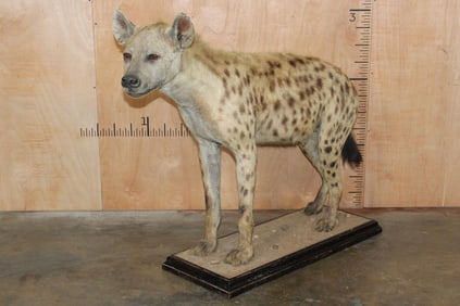 Big Life-sized SPOTTED HYENA on a Wood Base with Wheels