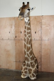 Free Standing GIRAFFE Floor Pedestal Mount