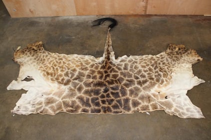 GIRAFFE Back Hide