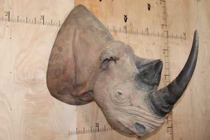 *TEXAS RESIDENTS ONLY* *Extremely Rare* BLACK RHINO with *Real Horns and Real Skin*