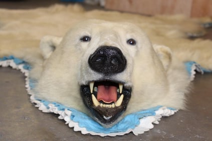 POLAR BEAR Rug with its Mounted Head and Double Felted Backing