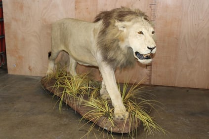 *TEXAS RESIDENTS ONLY* Big Life-sized AFRICAN LION with a Thick Mane on a Base with Wheels