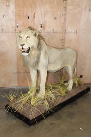 *TEXAS RESIDENTS ONLY* Life-sized AFRICAN LION on a Base with Wheels