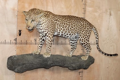 *TEXAS RESIDENTS ONLY* Life-sized LEOPARD on a Reproduction Log Wall Hanging Base