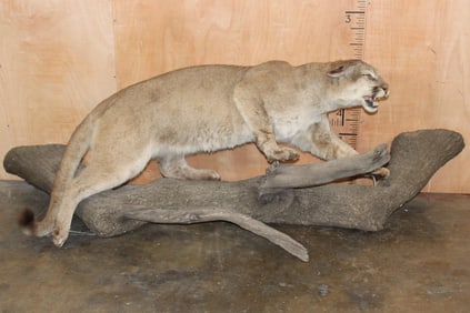 XL MOUNTAIN LION or COUGAR on a Reproduction Log Wall Hanging Base