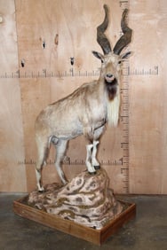 *TEXAS RESIDENTS ONLY* Life-sized BUKHARAN MARKHOR mounted on a Simulated Rock Base with Wheels