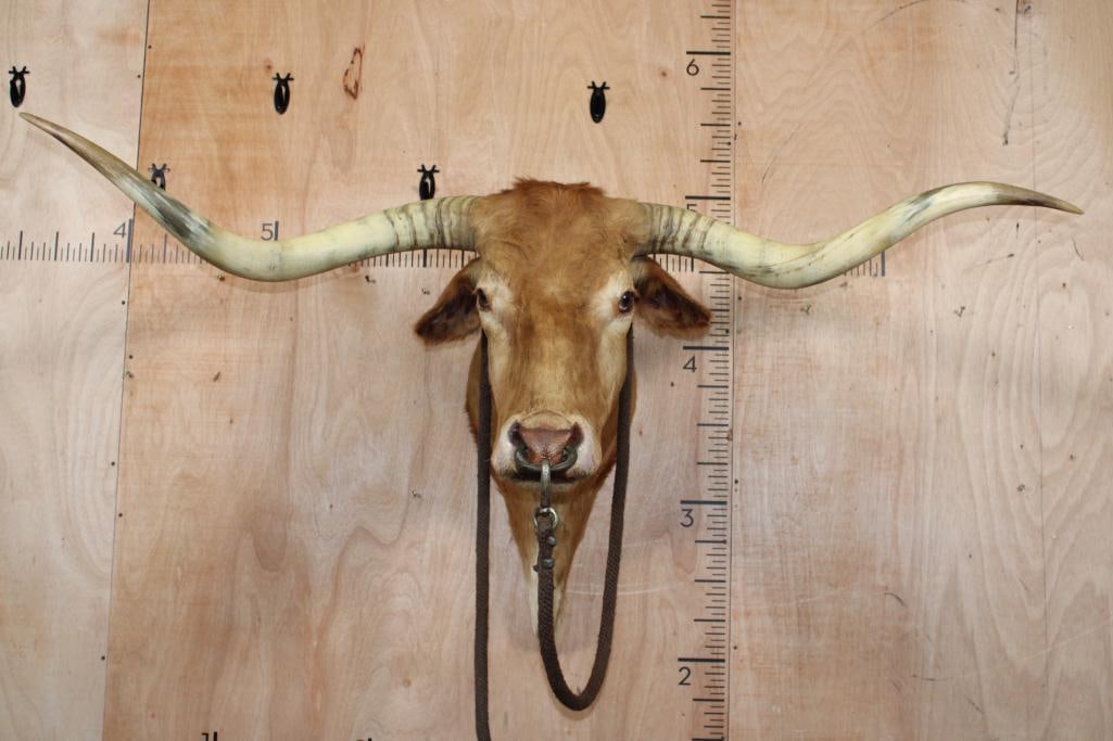 Unique TEXAS LONGHORN Shoulder Mount with a Bull Ring (1 of 11)