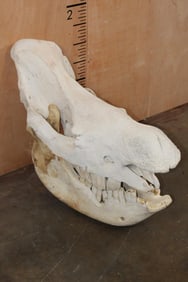 *TEXAS RESIDENTS ONLY* Big WHITE RHINOCEROS Skull with Most of its Teeth and No Glue
