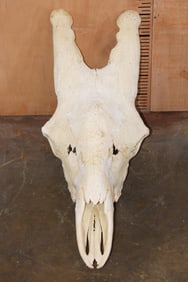 XXL GIRAFFE Skull with All its Teeth