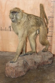 *Rarely Seen* Life-sized OLIVE BABOON on a Simulated Rock Base