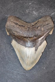 Gigantic MEGALODON Shark Tooth Fossil