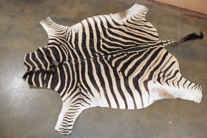 ZEBRA Hide with Vibrant Stripes