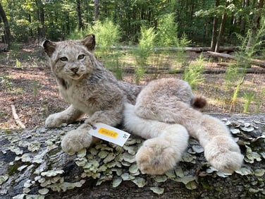 Life-sized Laying ALASKA LYNX