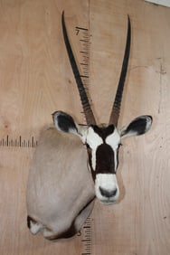 Big GEMSBOK Shoulder Mount