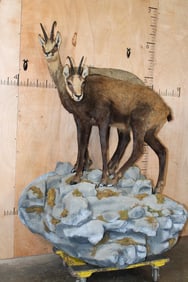 2 CHAMOIS- 1 Male and 1 Female, on a Simulated Rock Wall Hanging Base
