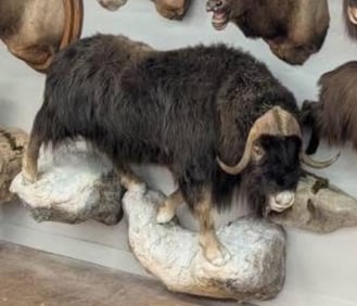 Huge Life-sized MUSK OX on a Simulated Rock Base