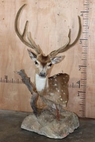 AXIS DEER In Velvet Pedestal Mount