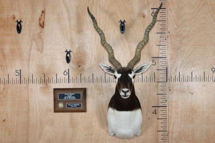 Big BLACKBUCK Shoulder Mount with an SCI Gold Award Plaque