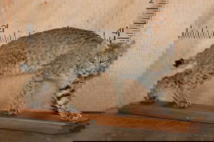 Life-sized BOBCAT on a Wood Plaque Base
