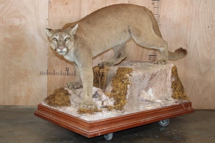 Life-sized MOUNTAIN LION or COUGAR on a Simulated Rock Habitat Base