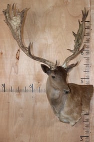 XXL 21-Point Chocolate FALLOW DEER Wall Pedestal Mount