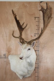 Big 25-Point White FALLOW DEER Wall Pedestal Mount