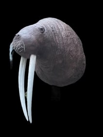 Big Reproduction WALRUS Shoulder Mount with Whiskers