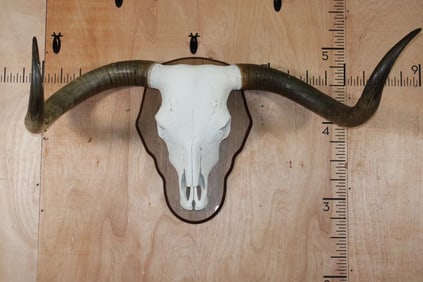 XL TEXAS LONGHORN Skull with the "Texas Twist" on a Wood Plaque