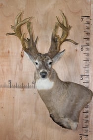 XXL 20-Point WHITETAIL DEER Pedestal Mount with a Heavy Reproduction Rack