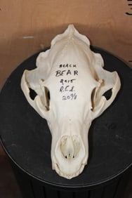 Massive 20 3/8 Scored BLACK BEAR Skull with Intact Nasal Turbinates