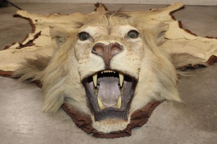 *TEXAS RESIDENTS ONLY* AFRICAN LION Rug with its Mounted Head