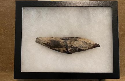 *Rare* Very Old Fossilized SPERM WHALE Tooth in a Display Case with Glass