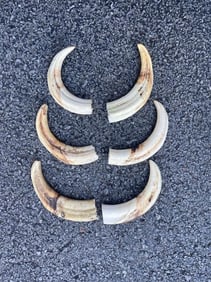 (6) WARTHOG Upper Tusks (ONE$)