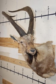 PERSIAN IBEX Shoulder Mount