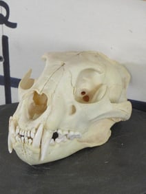 *TEXAS RESIDENTS ONLY* LEOPARD Skull with All its Teeth