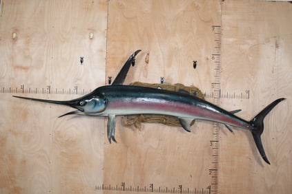Huge *Very Rarely Seen* ATLANTIC SWORDFISH Mount