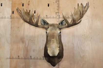 Big MOOSE Shoulder Mount with 23-Points