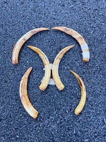 (6) WARTHOG Lower Tusks (ONE$)