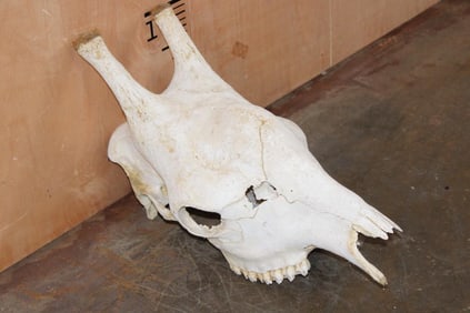 GIRAFFE Skull Upper with All its Teeth