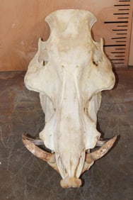 *Rarely Seen* GIANT FOREST HOG Skull