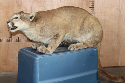 Freestanding Crouching MOUNTAIN LION or COUGAR