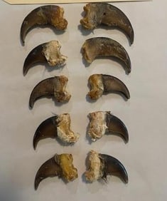 (10) BLACK BEAR Front Claws, All from the Same Bear (ONE$)