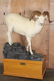 Life-sized DALL SHEEP Ram on a Simulated Rock and Wood Base with Wheels