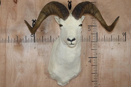 XXL DALL Sheep Shoulder Mount