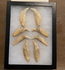 3 Matching Pairs (6) BLACK BEAR Canine Teeth in a Display Case with Glass (ONE$)