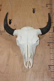 Big North American BUFFALO or BISON Skull with All its Teeth