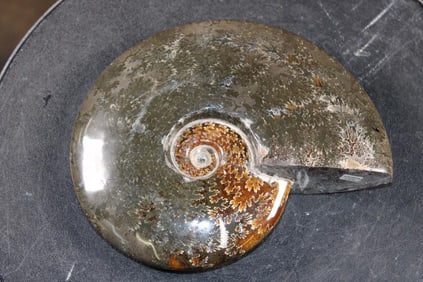 Big Whole Sutured and Polished AMMONITE Fossil