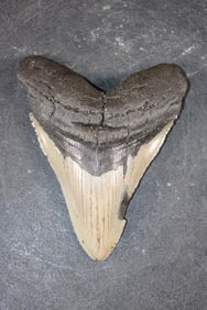 XL MEGALODON Shark Tooth Fossil